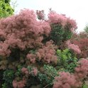 Cotinus coggygria en fleur P10